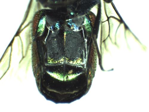 Réf. 297 132 : Chrysis interjecta